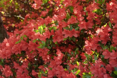 キリシマツツジの葉 花 実の特徴や時期は 花言葉や種類も解説 樹木事典