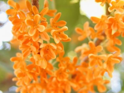 キンモクセイの開花時期や花言葉は 実や葉の特徴や香りも解説 樹木事典