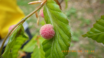 ブナの実の特徴は どんな木 葉っぱや花の特徴や季節は 分布はどこ 樹木事典