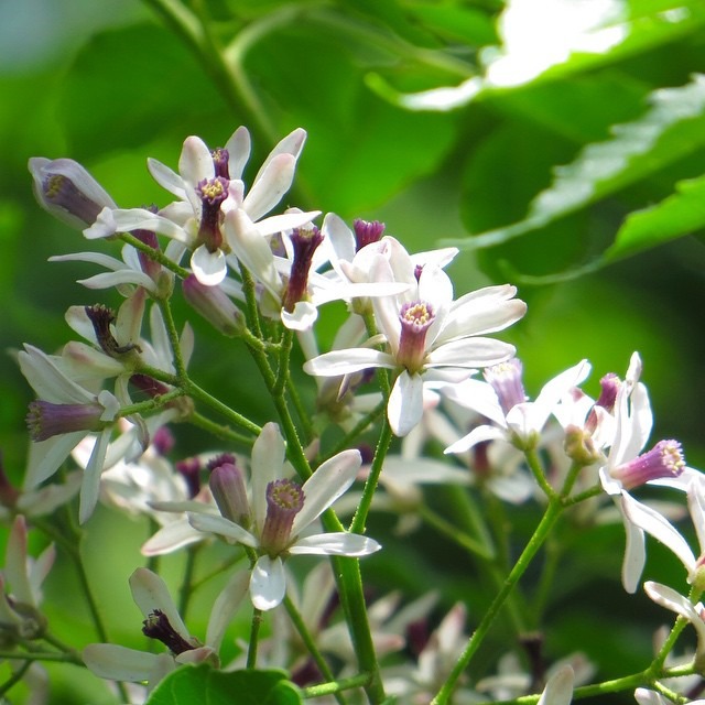 ヒイラギナンテンの花言葉 花や葉の特徴は 実は食べることができるの 樹木事典