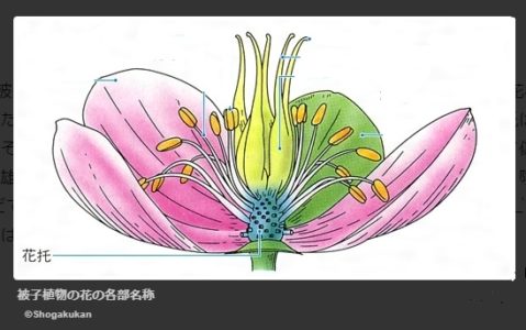 蝋梅ってどんな木 花言葉や香りは 花や実 葉の特徴や種類を紹介 樹木事典