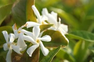 テイカカズラは毒性がある木 花言葉や香りは 葉や花 実の特徴も解説 樹木事典