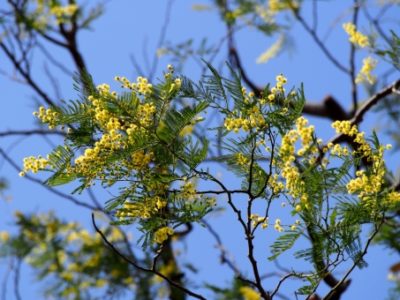 アカシアってどんな木 花言葉や種類 花や実 葉の特徴や季節も解説 樹木事典