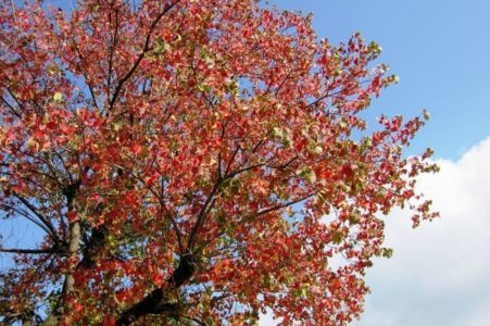 ナンキンハゼの紅葉が綺麗 かぶれる 花言葉は 実や花 葉の特徴も解説 樹木事典
