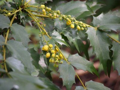 ヒイラギナンテンの花言葉 花や葉の特徴は 実は食べることができるの 樹木事典