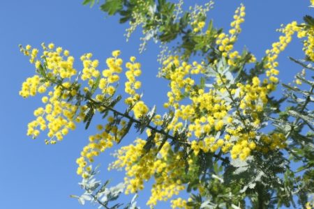 アカシアってどんな木 花言葉や種類 花や実 葉の特徴や季節も解説 樹木事典