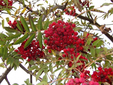 トウカエデってどんな木 花や実 葉の特徴は 街路樹で紅葉が綺麗 樹木事典