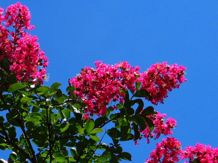 百日紅 ｻﾙｽﾍﾞﾘ の花言葉は 花 実の時期や特徴は 種類も解説 樹木事典