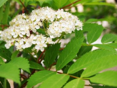 ナナカマドってどんな木 別名や花言葉 花や実 葉の季節や特徴 樹木事典