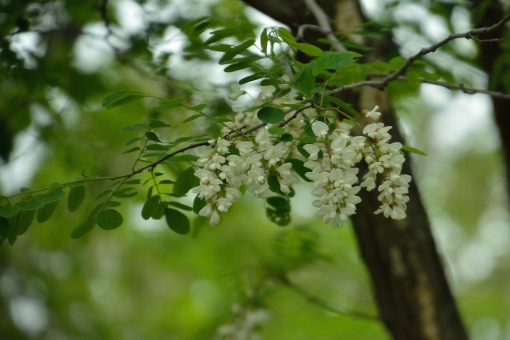 クロガネモチの特徴は 剪定や花言葉 モチノキとの違いを解説 樹木事典