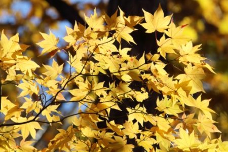 イタヤカエデの花や樹皮 実の特徴は 葉が紅葉すると綺麗 樹木事典