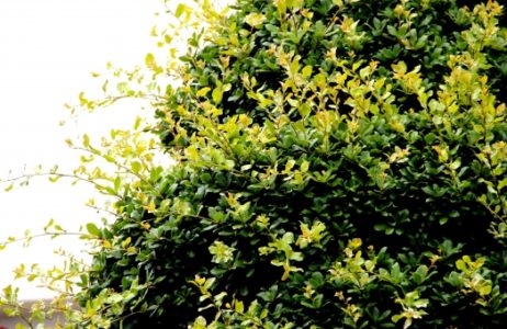 モッコクの実は食用 花言葉は 花や葉の特徴や病気についても解説 樹木事典