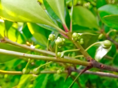 モッコクの実は食用 花言葉は 花や葉の特徴や病気についても解説 樹木事典