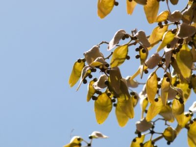 アオギリってどんな木 花言葉は 葉や花 実の時期や特徴は 樹木事典