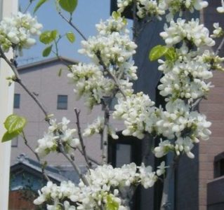 ハナズオウの花言葉は 葉や花 実の特徴や時期は 別名についても解説 樹木事典