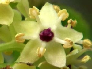 ニワトコの効能や花言葉は 花や枝 葉 実の特徴も解説 樹木事典