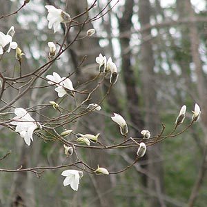 タムシバとコブシの違いは 花言葉は 実や花の香りや季節は 葉の特徴も解説 樹木事典