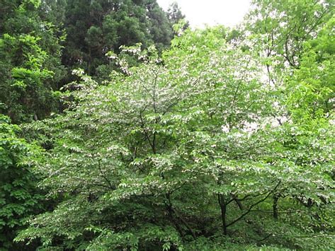 エゴノキの花言葉は 葉や花の特徴は 実に毒あり 虫こぶがやばい 樹木事典