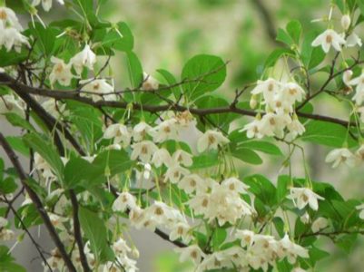 エゴノキの花言葉は 葉や花の特徴は 実に毒あり 虫こぶがやばい 樹木事典